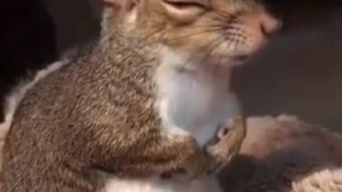 Squirrel’s Spa Day Be Like… 🧴💆‍♂️✨