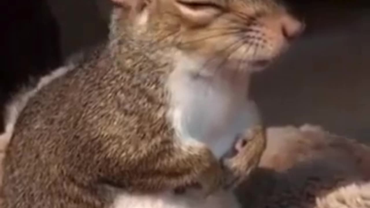 Squirrel’s Spa Day Be Like… 🧴💆‍♂️✨