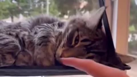 😂😴 Human, You Woke Me Up! | FunFM