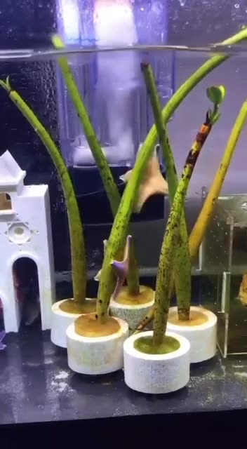 Dancing starfish 😍