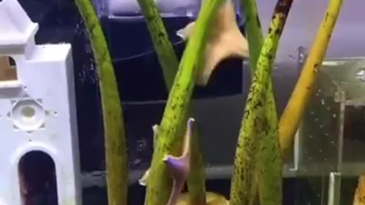 Dancing starfish 😍