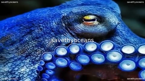Amazing Octopus Photos That You Must Watch