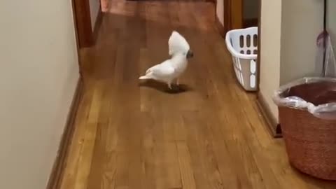 Parrot talking alone around the house 😂