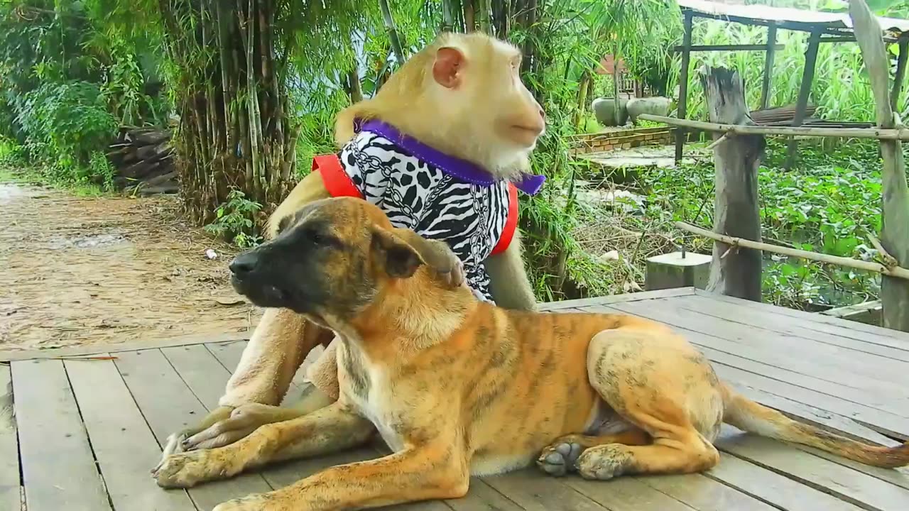 Monkey, dog and rooster