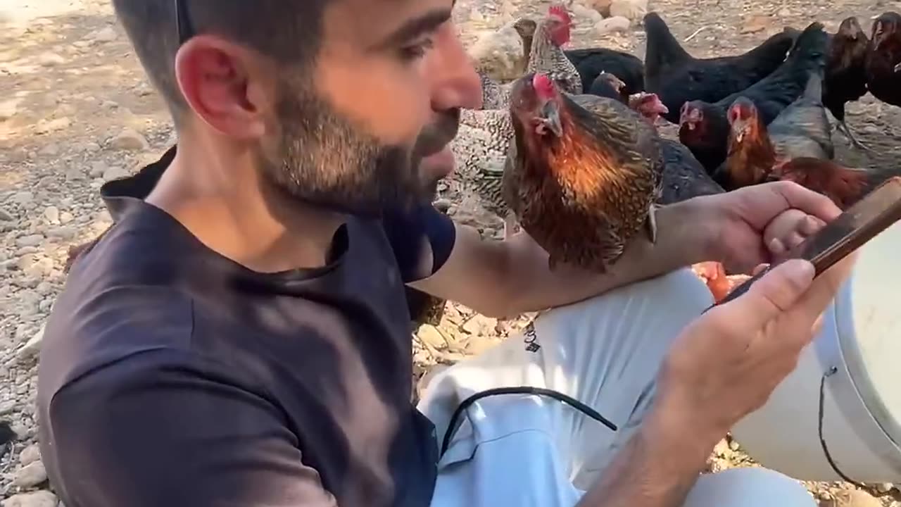 The chicken is enjoying itself