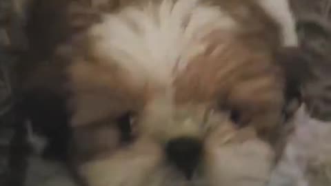 😱🐶 This Dog's Fatal Attack is TOO FUNNY! Fatal Attack | FunFM