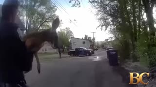Loose pet kangaroo keeps police hopping in Colorado