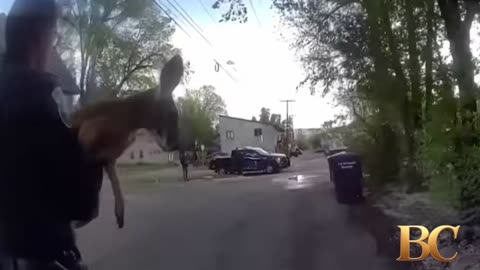 Loose pet kangaroo keeps police hopping in Colorado