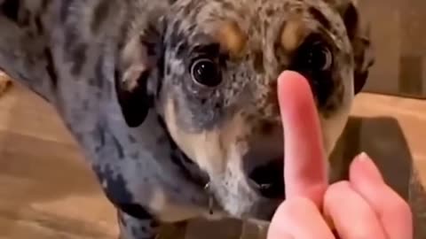 Funny Dog's Reaction to this sign!