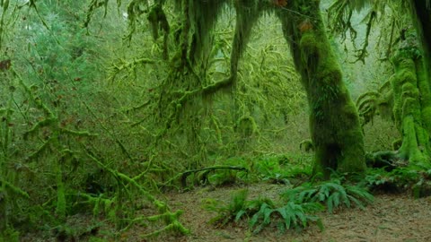 Top 10 Things to Do in Olympic National Park | Nature, Hidden Gems in 4K