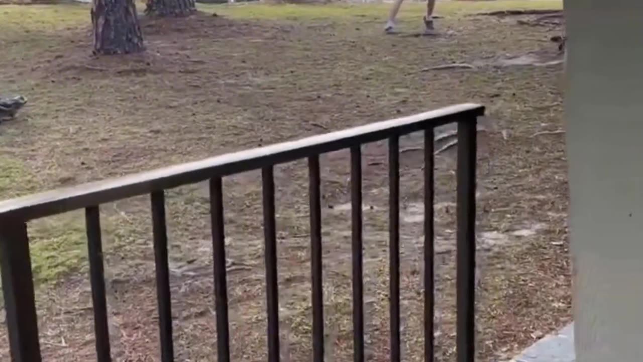 Crocodile chasing fish, animal world