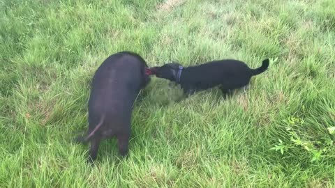 Patterdale puppy subdues hog