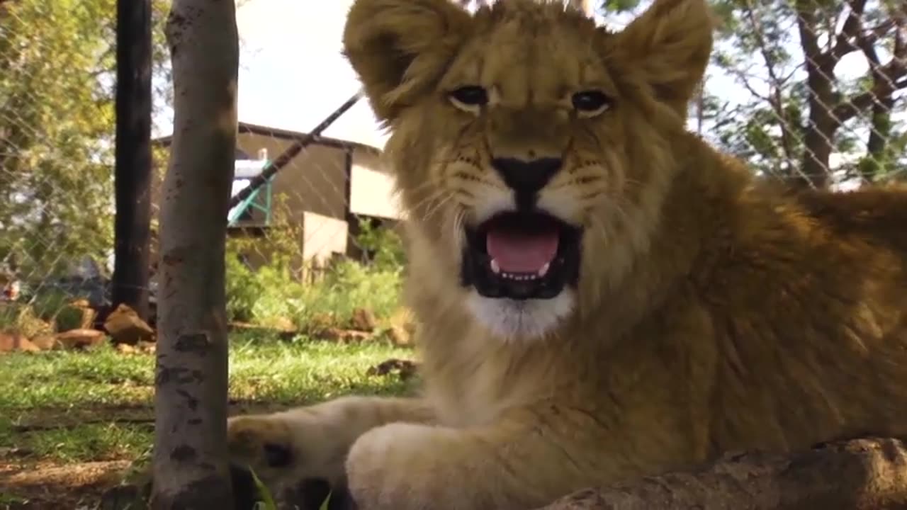 I'm in a LION Sandwich