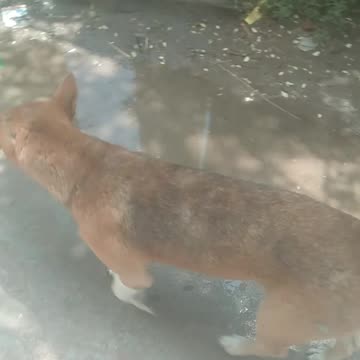 See extra cats and dogs