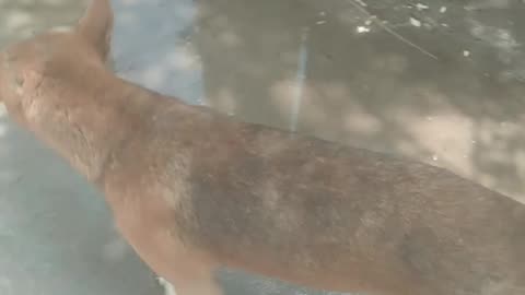 See extra cats and dogs