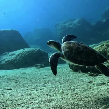 Grace Beneath the Waves 🐢🌊 | Sounds of Nature