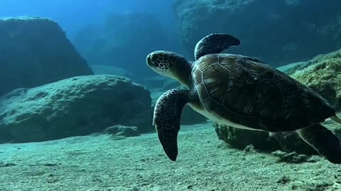Grace Beneath the Waves 🐢🌊 | Sounds of Nature