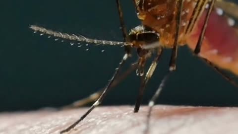 🦟 Why Do Mosquitoes LOVE Some People More? (Weird Science)