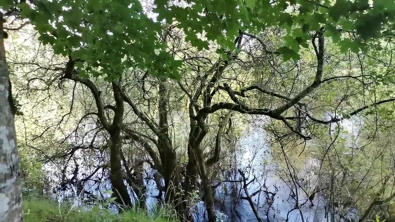 z daleka ...