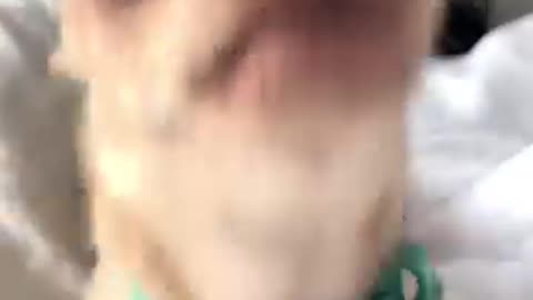 OG doggy