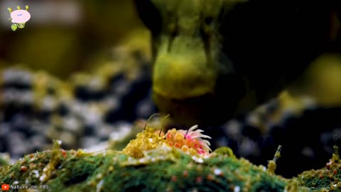 When Animals Face Off Against the Wrong Foe | #10