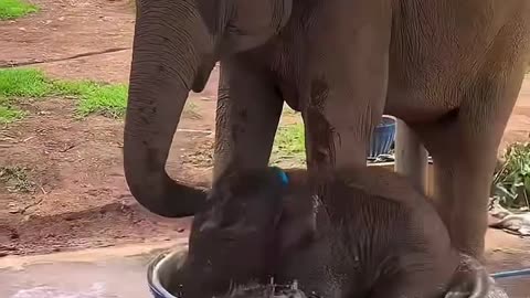 Baby elephant having fun in the water