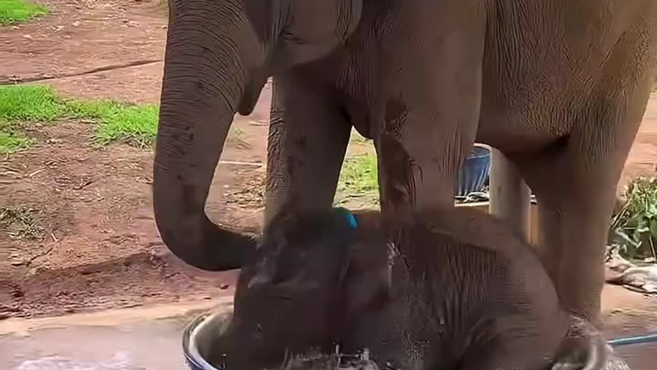 Baby elephant having fun in the water