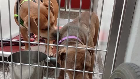 Lancelot-back lite tan 3y A835475 MJ 5y A861421 kennel 145 PACC shelter wants doggie walk20250723226