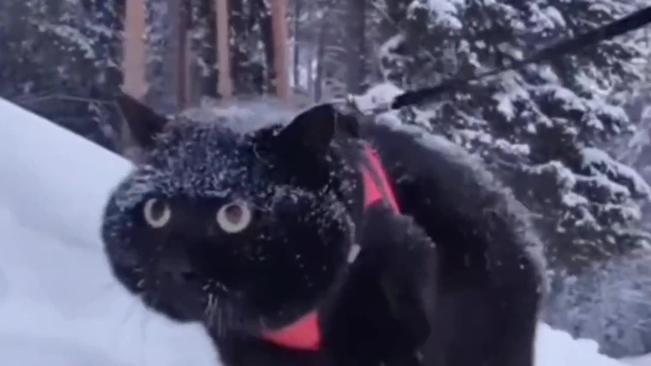 πΎπ Funny Pet Antics | Cuteness Overload!