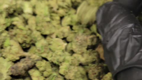 OG CHEM THC Smalls by the Ounce