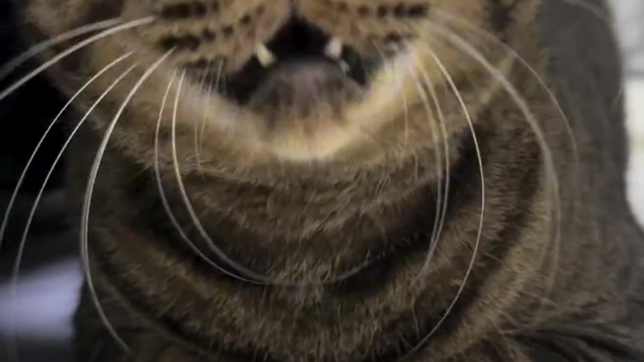 Is this a cat 😺 or a tiger 🐅