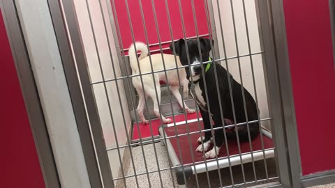 Bart-white groovy guy 9mos A856353 Drake~black 2y A849209 kennel 172 PACC shelter20250716706