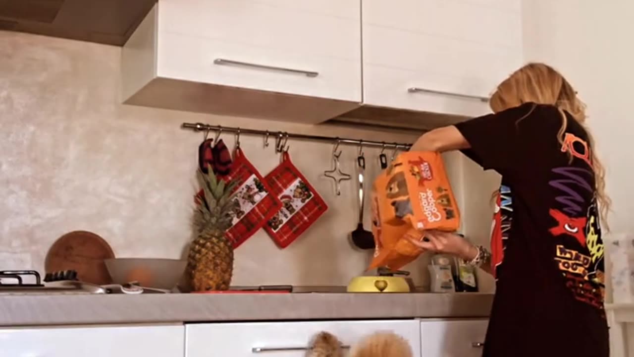 Excited Poodle Jumps for his Dinner
