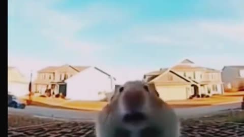 Cat And Chipmunk Can’t handle the spicy noodle