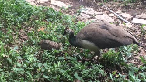 The mother peacock is looking for food with her children.