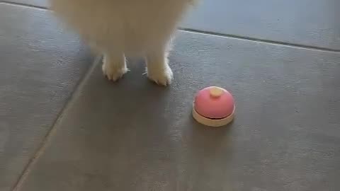 Smart Dog Rings Bell for Food! 🍽️🐶 / Câine Deștept Sună Clopoțelul pentru Mâncare!