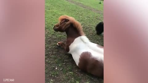 Funniest ANIMAL Videos 2025