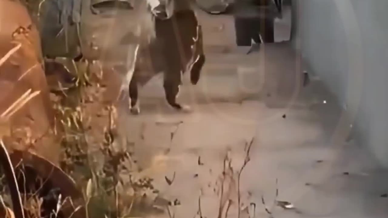 Funny video