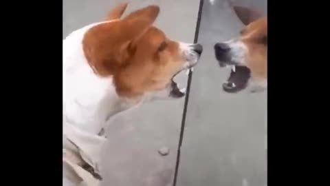 Funny video pets