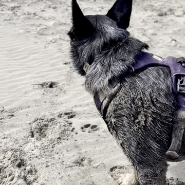 Tokala shines at the beach 290840298