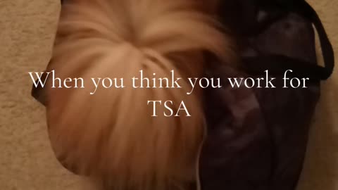 Pomeranian thinks she’s a TSA search dog