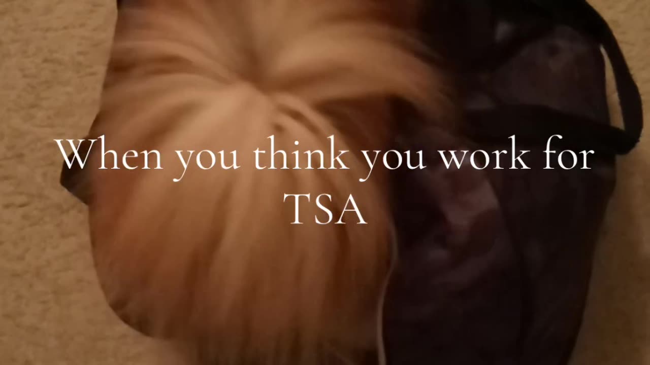 Pomeranian thinks she’s a TSA search dog