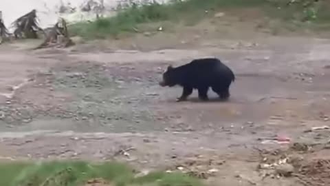 Viral animals