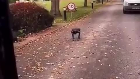 Robot dogs now patrol immigrant hotels - UK