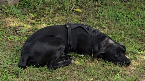 Little black dog.