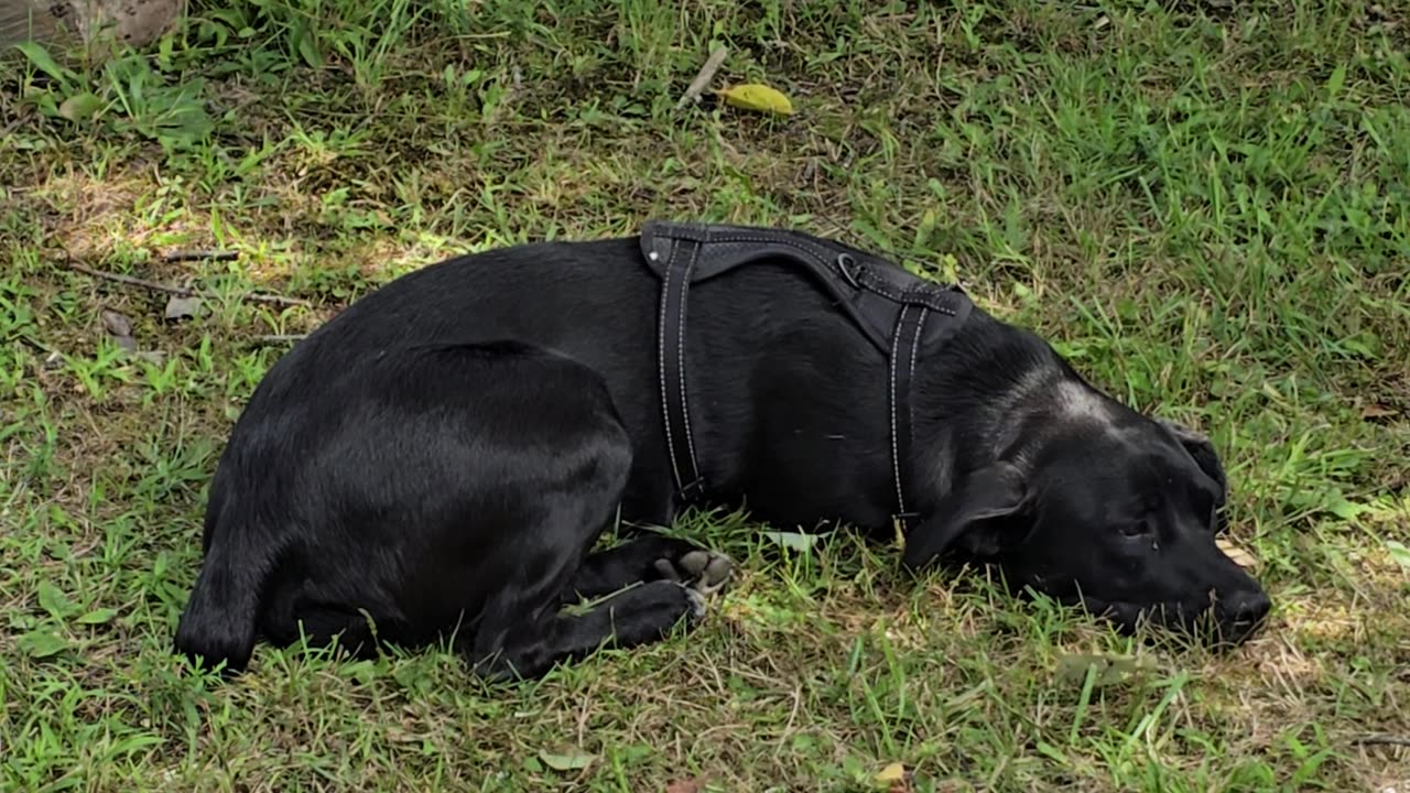 Little black dog.