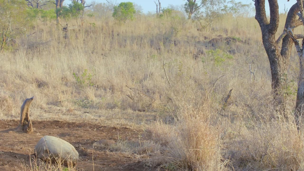 Africas Wild Horizons: Series 1_Wild Swaziland