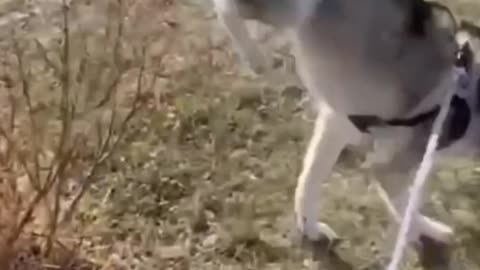 Cuteness Overload: Animal Edition 🐕💫