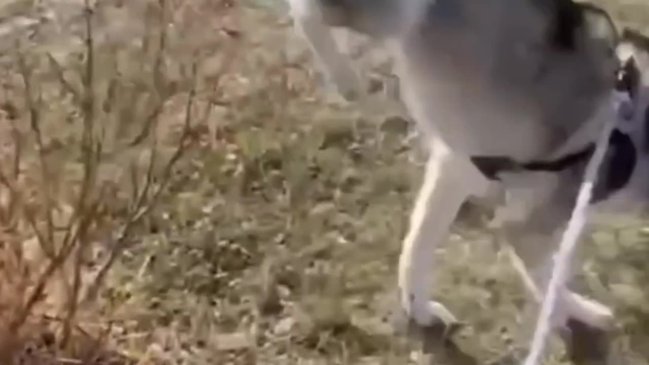 Cuteness Overload: Animal Edition 🐕💫