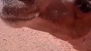 Truck driver provides water to thirsty camel in the middle of desert.